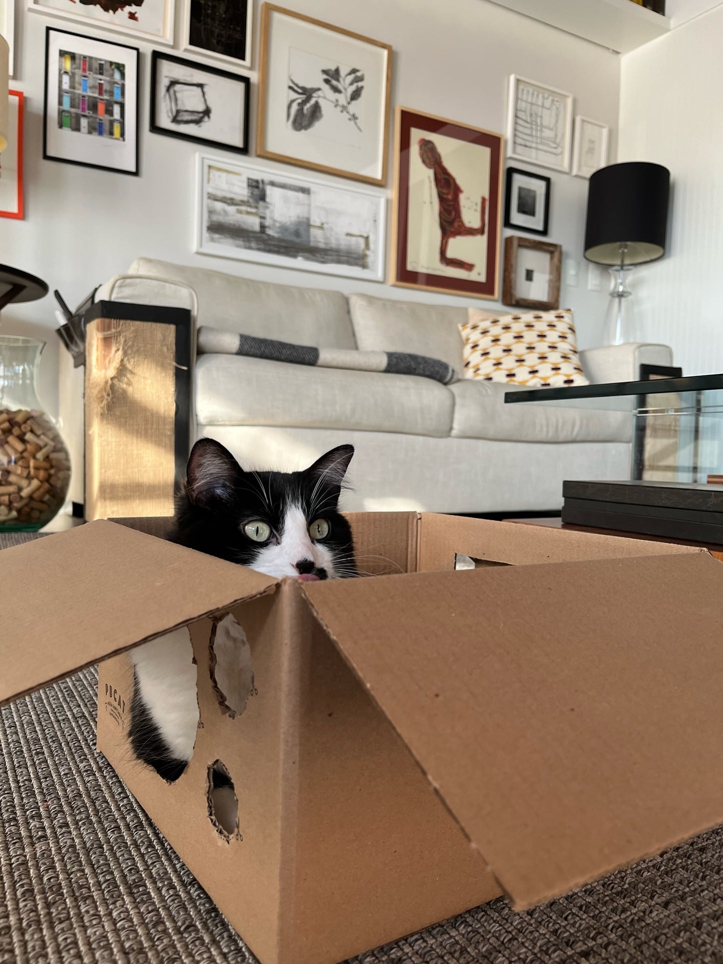 Kit con 2 Paquetes de Arena PBCAT MIXED GRAINS + Caja Interactiva!